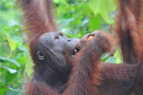 Orangutan Teeth: Everything You Need To Know