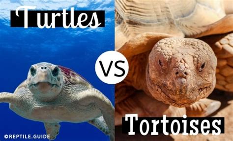 Turtles Vs Tortoises 7 Critical Differences And Similarities You Should Know