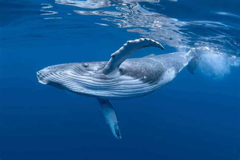 The Largest Whale to Ever Swim the World’s Oceans