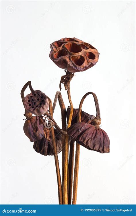 Dried Lotus Seed Pods Tropical Flowers Dry Isolated On White