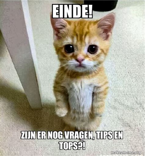 Einde Zijn Er Nog Vragen Tips En Tops Cute Cat Standing Meme