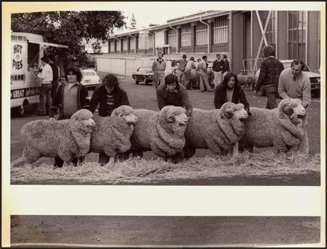 Photograph Sheep Showing C1966 11