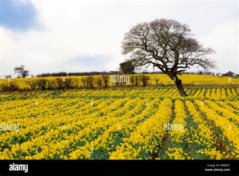 Welsh daffodil fields with an oak tree in the middle of the field near to the village of Caerwys ...