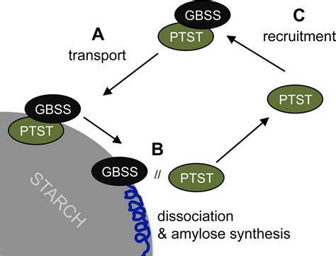 Proposed Model Of Ptst Mediated Gbss Localisation To Starch A Gbss