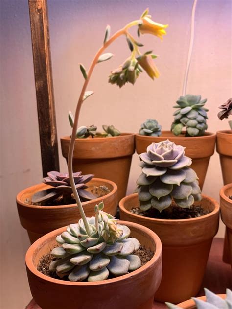 Some Echeveria ‘minima Blooms Rsucculents