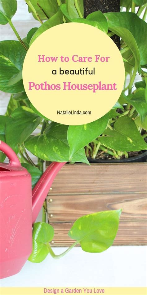 How To Care For A Pothos Plant The Perfect Houseplant For Beginners