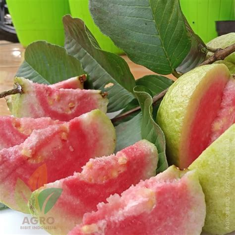 Jual Bibit Jambu Biji Red Diamond Agro Bibit Id