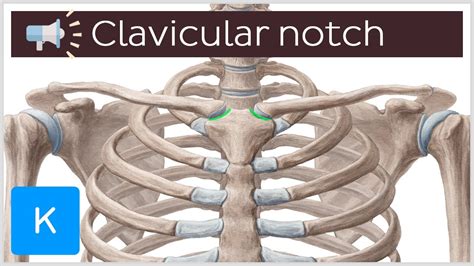 Clavicular Notch Anatomical Terms Pronunciation By Kenhub Youtube