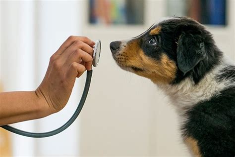 Grâce à leur flair les chiens détectent les maladies humaines