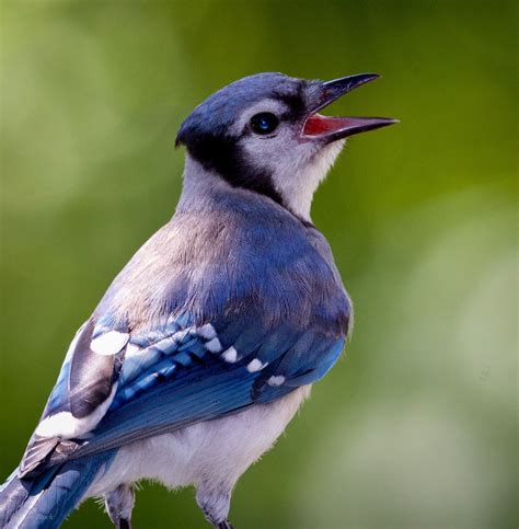 Feather Tailed Stories: Blue Jay