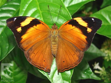 Autumn Leaf Exhibits