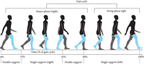 An Illustration Of Gait Phases Download Scientific Diagram