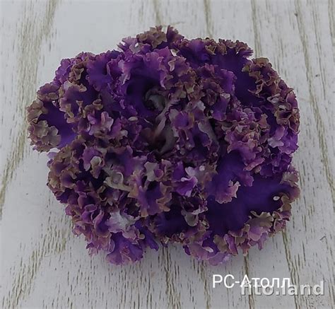 Фиалка РС-Атолл