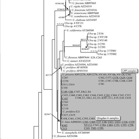 Phylogenetic Tree Of The Maximum Likelihood ML Analysis Inferred From