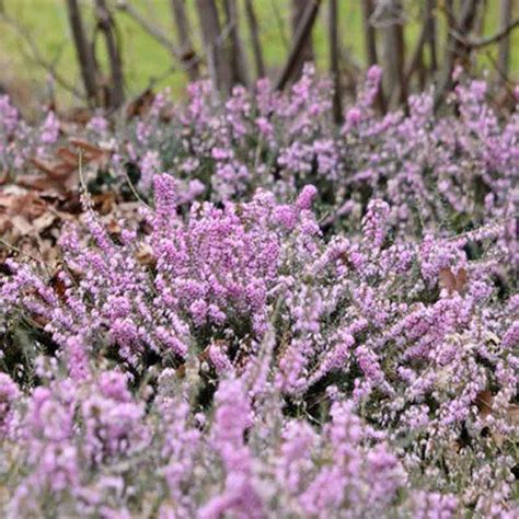 Erica Carnea December Red Winter Heath Heather Plant Pollinator