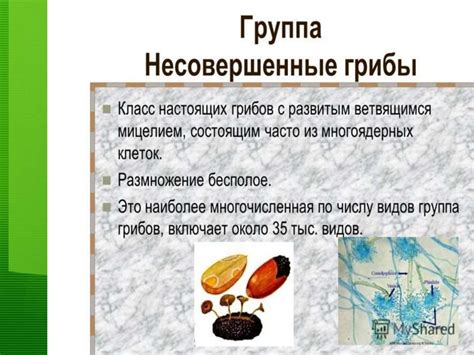 Общая характеристика царства Грибы - презентация онлайн