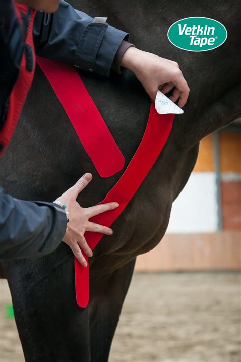 Vetkintape Kinesiology For Equine Canine Purposes