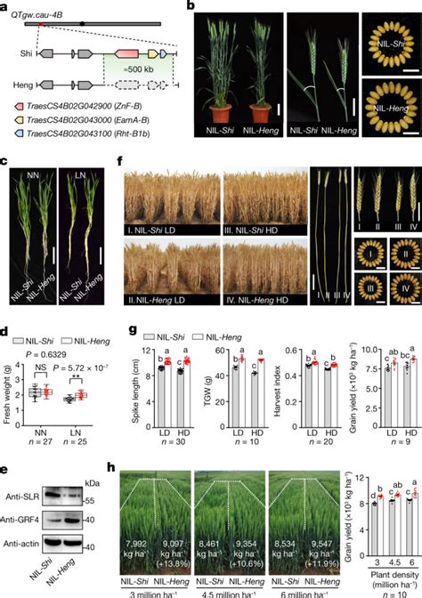 Reducing Brassinosteroid Signalling Enhances Grain Yield In Semi Dwarf