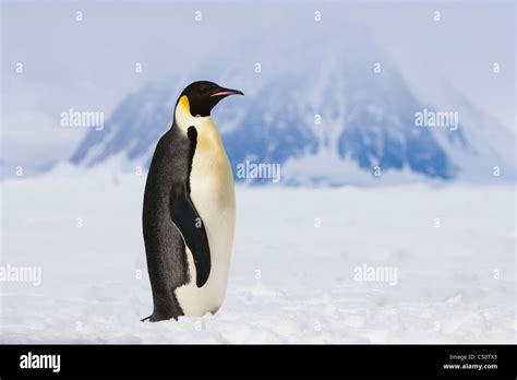 Emperor Penguin Standing Profile In Vast Antarctic Snow Field Making