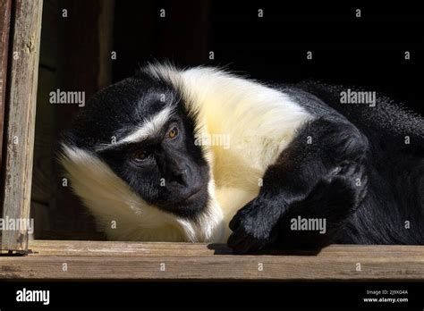 Roloway Monkey Cercopithecus Roloway Stock Photo Alamy