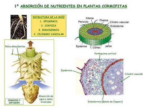 Como Toman Nutrientes Las Plantas