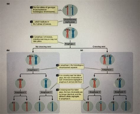 Genetics Exam 2 Flashcards Quizlet