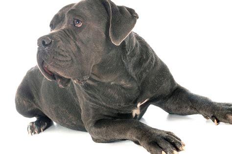 Mastino Italiano Origini Caratteristiche E Cure