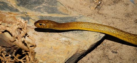 Australia’s 10 Most Venomous Snakes