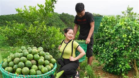 Harvesting Lemons Fruit Goes To Market Sell Buy Ducklings To Raise