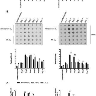 O Changes The Pattern Of Mesc Differentiation Mescs Were