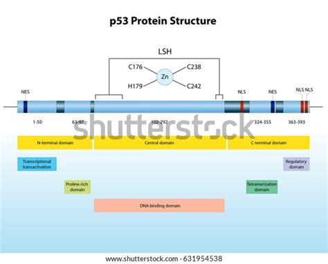 p protein structure stock illustration  shutterstock