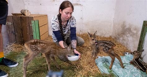 O Rodek Rehabilitacji Dzikich Zwierz T W Ko Cianie P Ka W Szwach