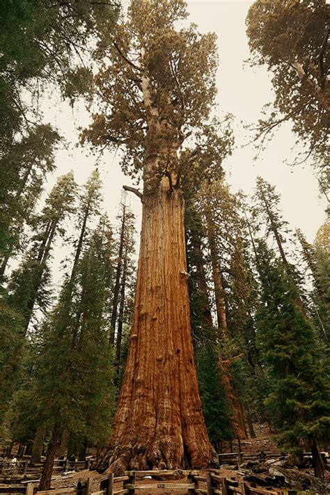 Largest Tree In The World National Geographic