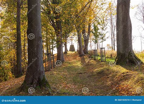 Autumn Forest Path. Orange Color Tree, Red Brown Maple Leaves in Fall ...