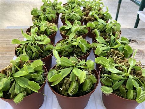 Adult Venus Flytrap Potted Dionaea Muscipula Fly Trap Plant Etsy