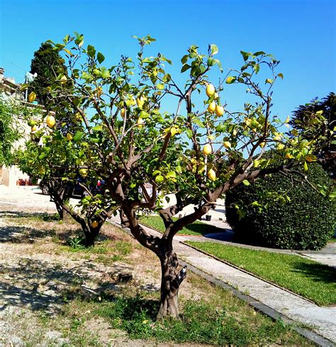 Árboles con alma Limonero Llimoner Citrus limon