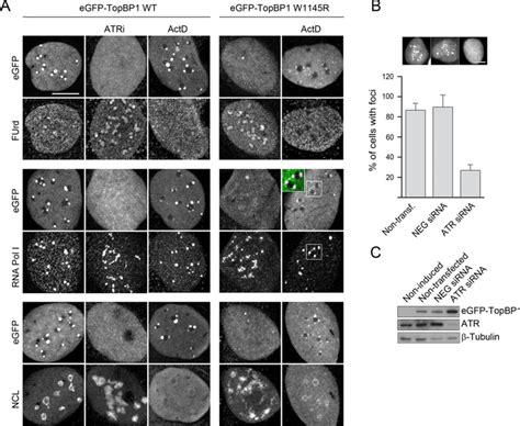 Atr Is Required For Topbp Induced Nucleolar Segregation A Chemical