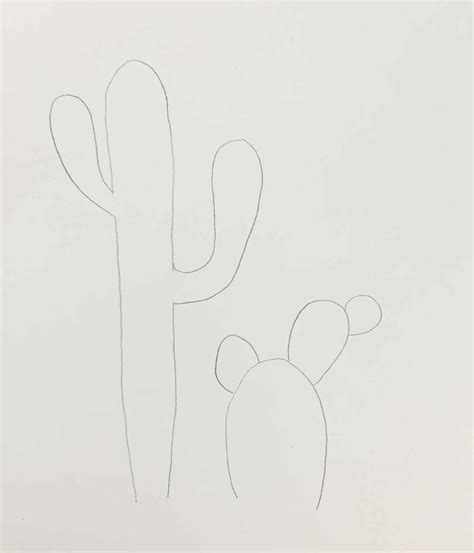 How to Draw a Cactus Both Small & Tall - basicdraw.com