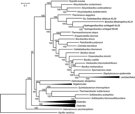 Position of the new genomes in the maximum likelihood concatenated ... 