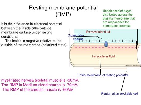 Ppt Resting Membrane Potential Powerpoint Presentation Free Download