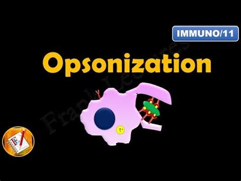 Opsonization: what it consists of, types and functions - science - 2024