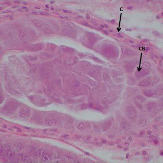 Histological Section Of The Hepatopancreas Of Penaeus Vannamei Showing