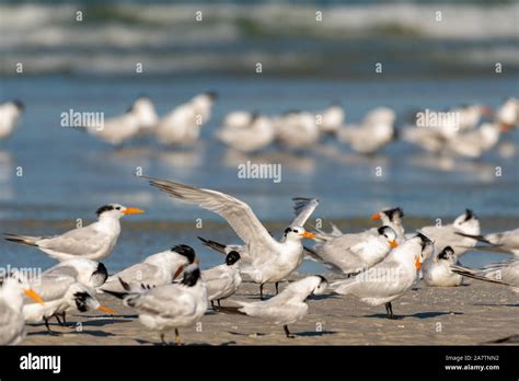 Royal Terns On The Beach At The Gulf Of Mexico In Florida Stock Photo