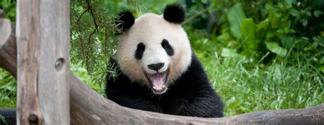 Vídeň : Vstupenky do Zoo Schönbrunn: vstup bez fronty | CestujZadara.cz