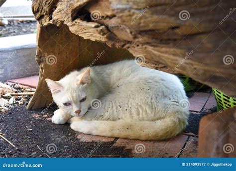 Gato Branco Sem Teto Descansa Imagem De Stock Imagem De Terra Adulto