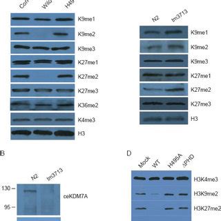 Kdm A Is A Histone Demethylase In Vivo A Insect Cells Infected With