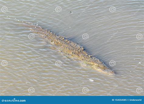 Pescados En El Agua Foto Como Fondo Imagen De Archivo Imagen De Agua