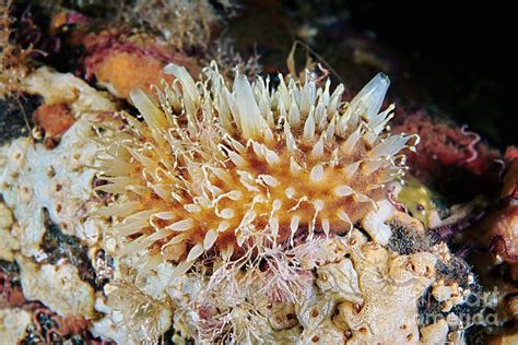 Polymastia Sponge 2 Photograph By Alexander Semenov Science Photo