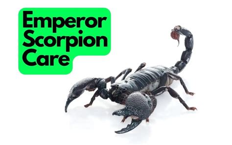 Emperor Scorpion Care Sheet A Complete Hobbyists Guide