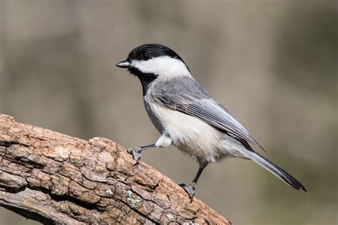 Carolina Chickadee (Poecile carolinensis)